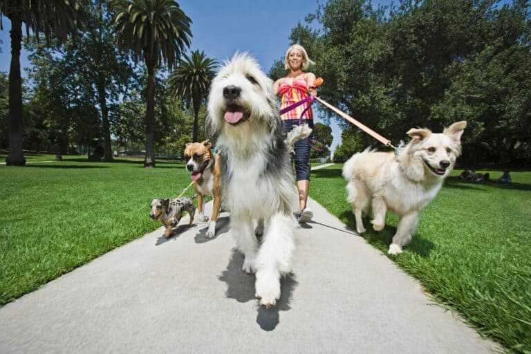 Estate Manager, House Manager, Private service staffing, family office, Domestic Couple Estate Staffing UHNW Family Office Household Staffing, dog sitter, dog walker, animal caretaker